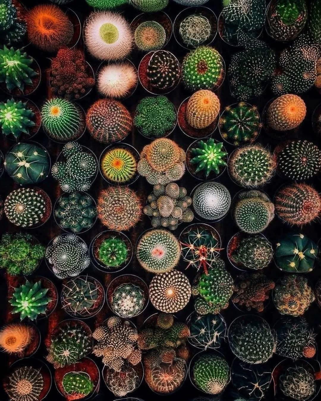 Cactus ordenados