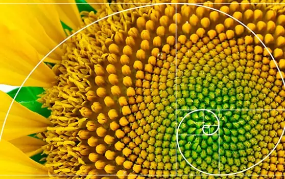 Geometria Sagrada girasol