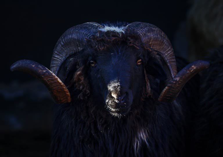 Close-up of a black ram with impressive horns on a dark background.
