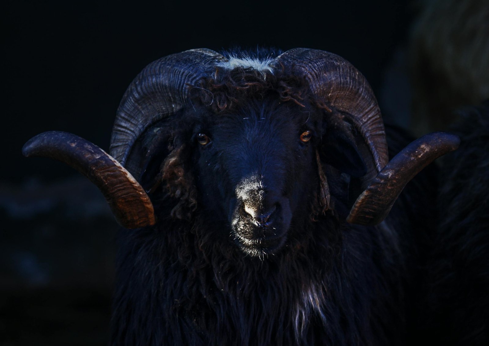 Close-up of a black ram with impressive horns on a dark background.