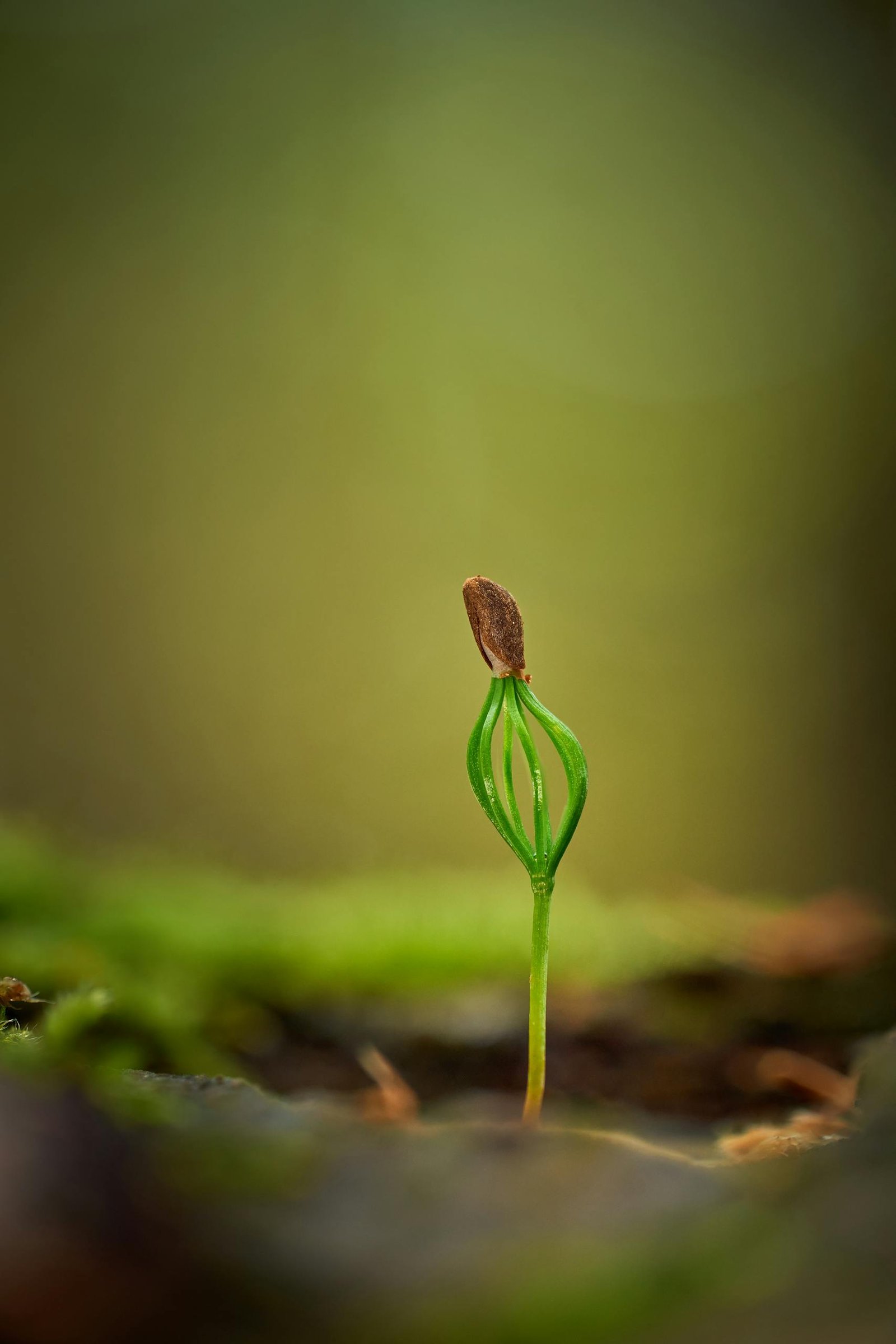 Close-up of a young green sprout emerging from soil, symbolizing new beginnings in nature.