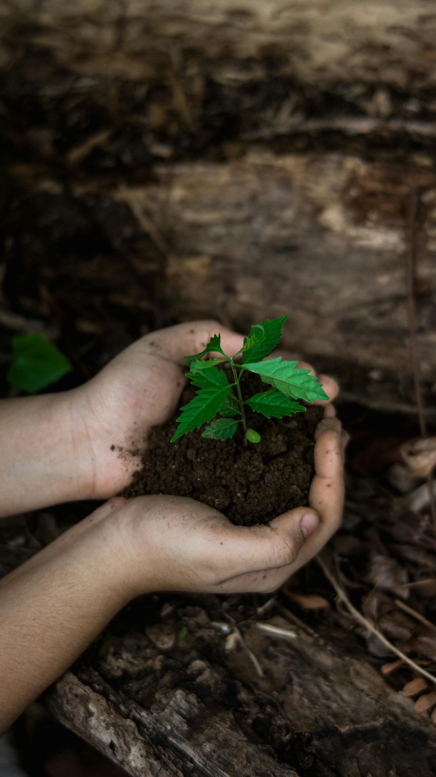 Close-up of hands holding a small plant in soil, symbolizing growth and nurturing.